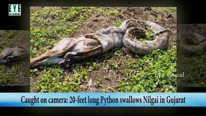 Caught on camera20-feet long Python swallows Nilgai in Gujarat Caught on camera