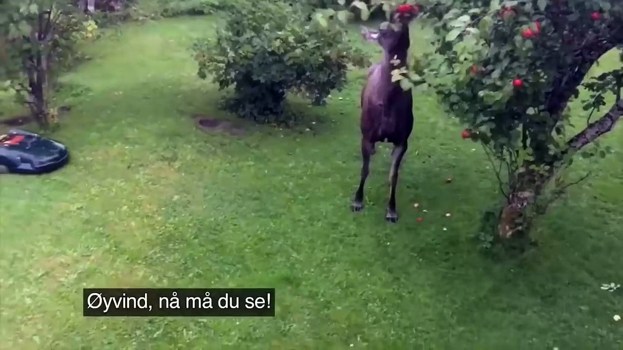 Lawnmower vs apple thieving moose