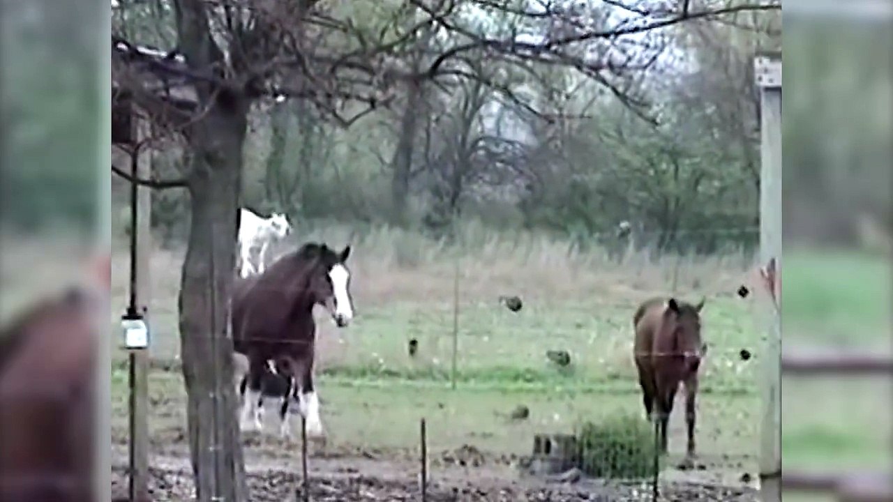 Une chèvre à dos de cheval! on aura tout vu...