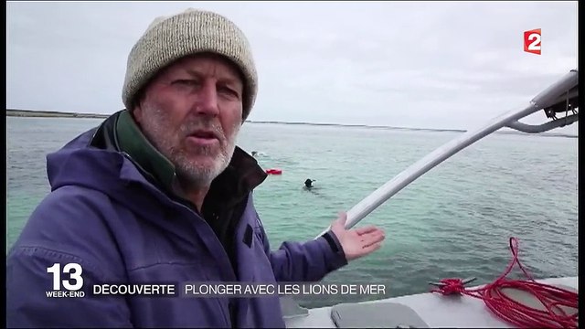 Australie : des plongées pour observer les lions de mer