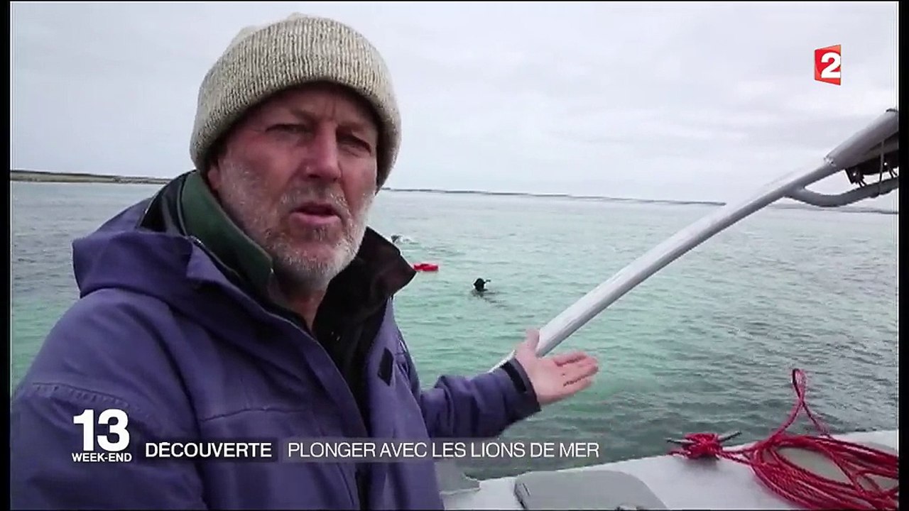 Australie : des plongées pour observer les lions de mer
