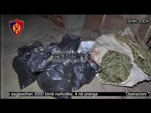 Report TV - Një shashkë shkatërron bandën e trafikut të drogës në Shkodër