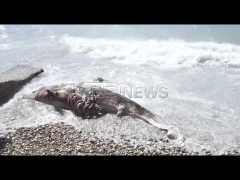 Ora News - Deti nxjerr në breg një delfin të ngordhur, pushuesit braktisin plazhin nga era