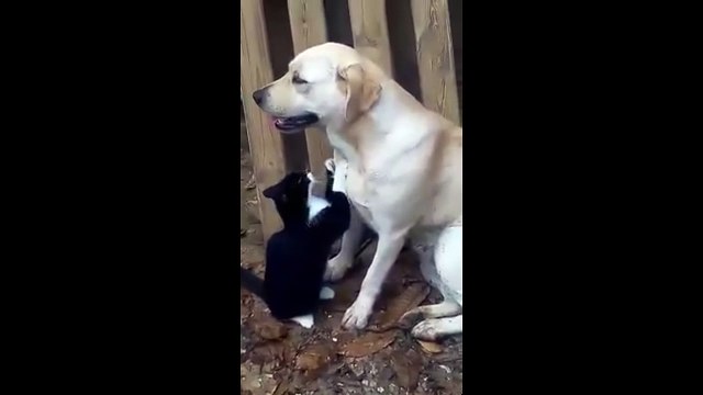 Старый друг лучше новых двух. Смешные приколы собаки кошки