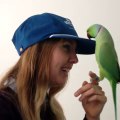 Parrot kisses girl