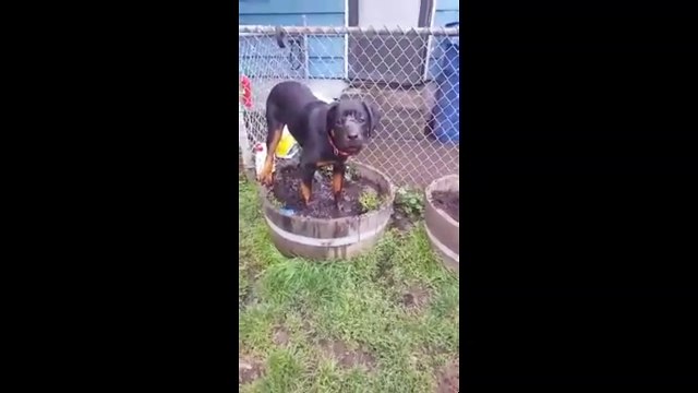 Приятно обсвинячиться. Смешные приколы собаки