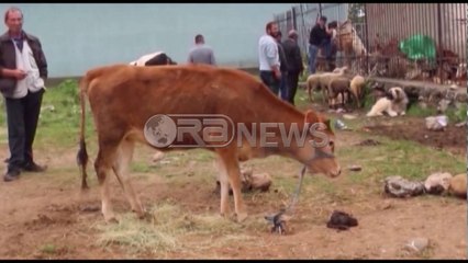 Ora News -  Në Kukës 4 vatra me sëmundjen e gjedhit, u shtuan brenda një dite