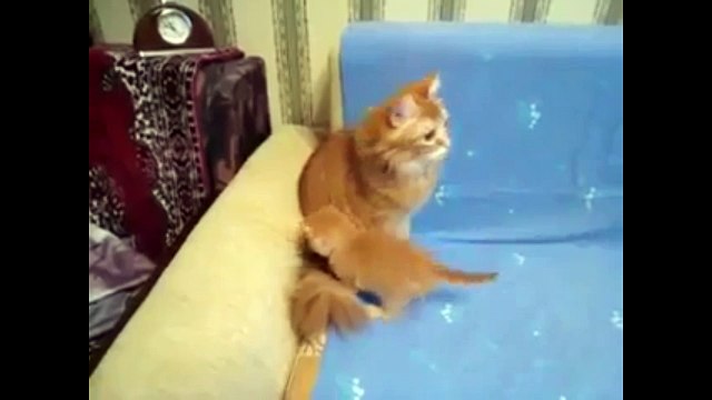 Страшный тигра. Смешные приколы кошки