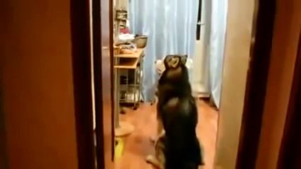 Профессиональный попрошайка. Смешные приколы собаки