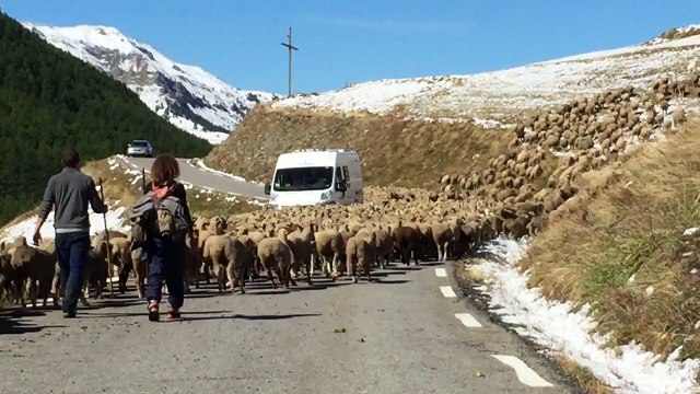 En suivant les brebis