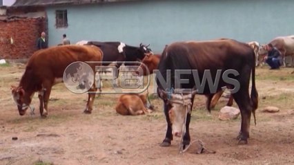Ora News - Blegtorët e prekur nga sëmundja e gjedhit do të dëmshpërblehen