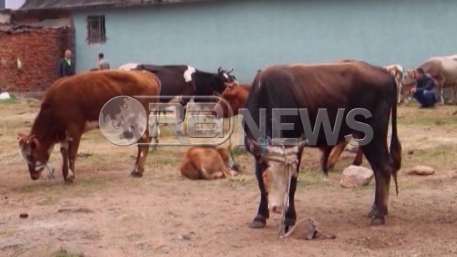 Ora News - Blegtorët e prekur nga sëmundja e gjedhit do të dëmshpërblehen