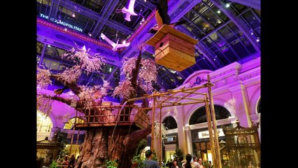 Money Money Money cover by Chitralekha Dixit