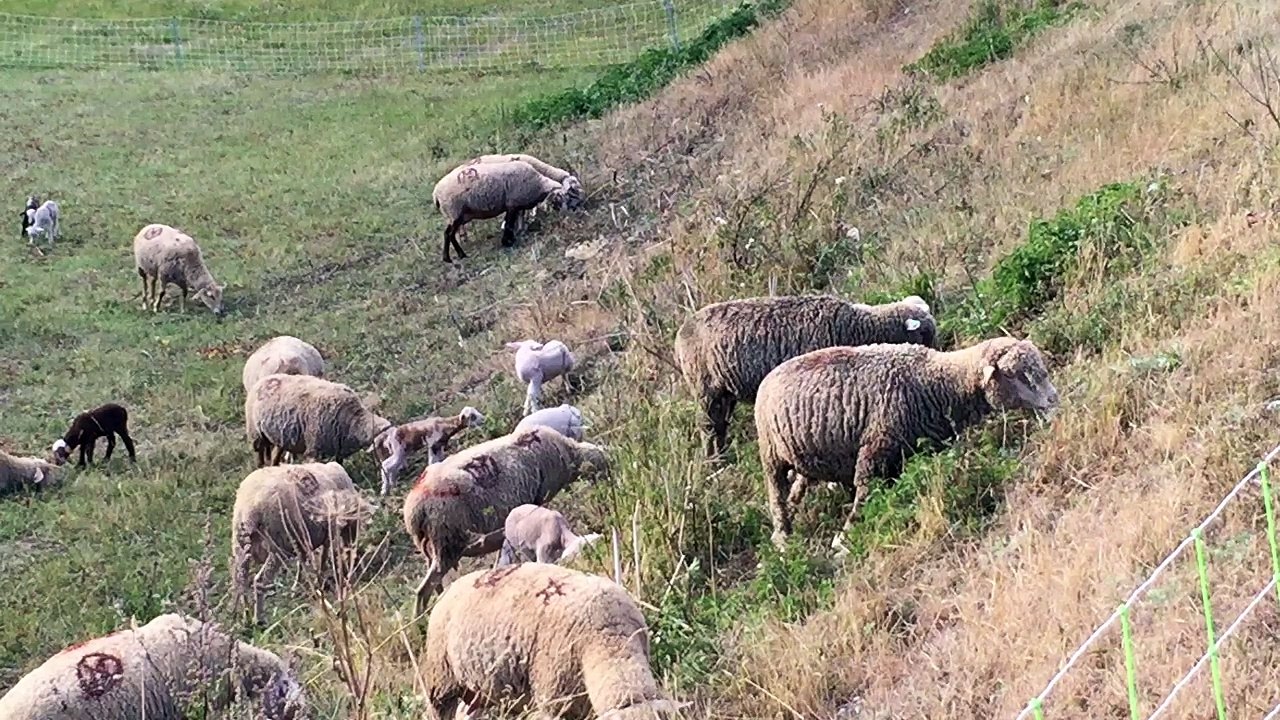 Les agneaux et leurs mères à La Rua