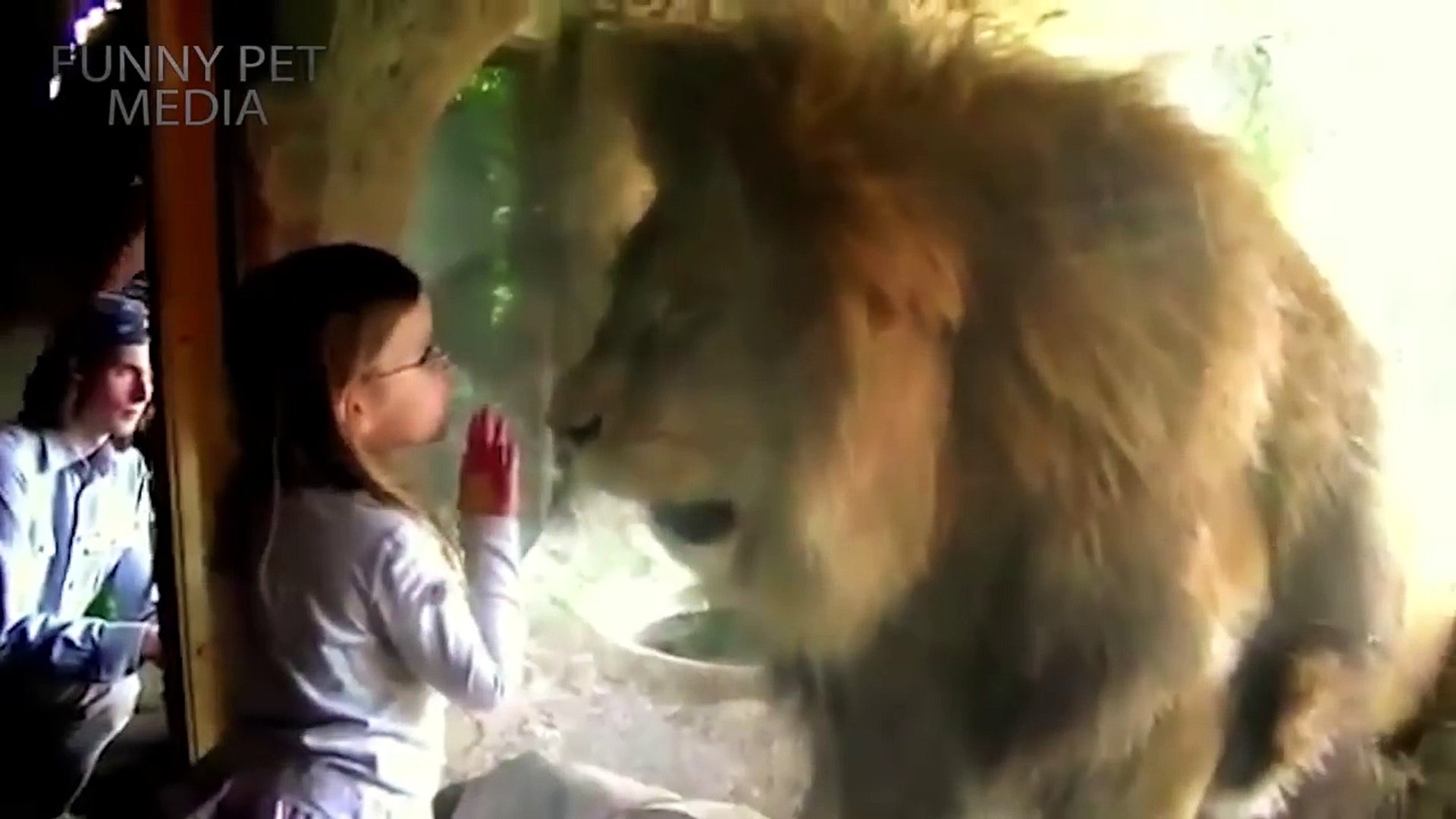 ⁣Zoo Animal Attacks ★ When Dangerous Animals Don't Know What Glass Is! [Funny Pets]