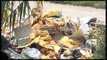 Ora News -  Mbeturinat në Bradashesh, banorët: Prej një muaji koshat nuk zbrazen