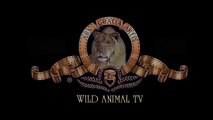 León vs Elefante vs Buffalo vs Cocodrilo Elefante Mata León | Increíble de Animales Salvajes Ataques
