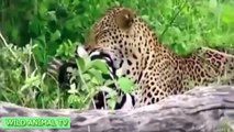 Snake vs Dragón de Komodo,el Tigre,el León | Leopard vs Perros Salvajes