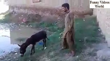 FUNNY DONKEY VIDEO | Funny Videos World