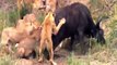 Amazing Predators Fight - Big Battle Animals Real Fight, Lion Attack Buffalo, Gorilla, Bea