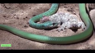 Giant Python eats Crocodile vs Anaconda # Most Amazing Wild Animal Attacks| Wild Animal TV