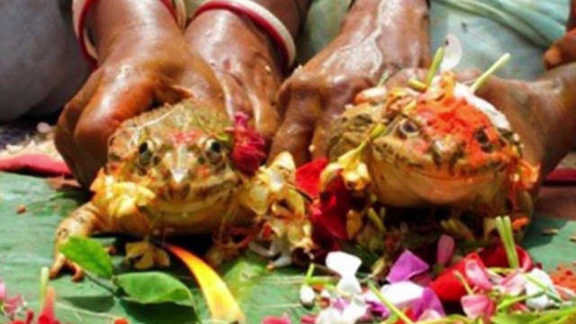 Top 10 Shocking Human-Animal Relationships