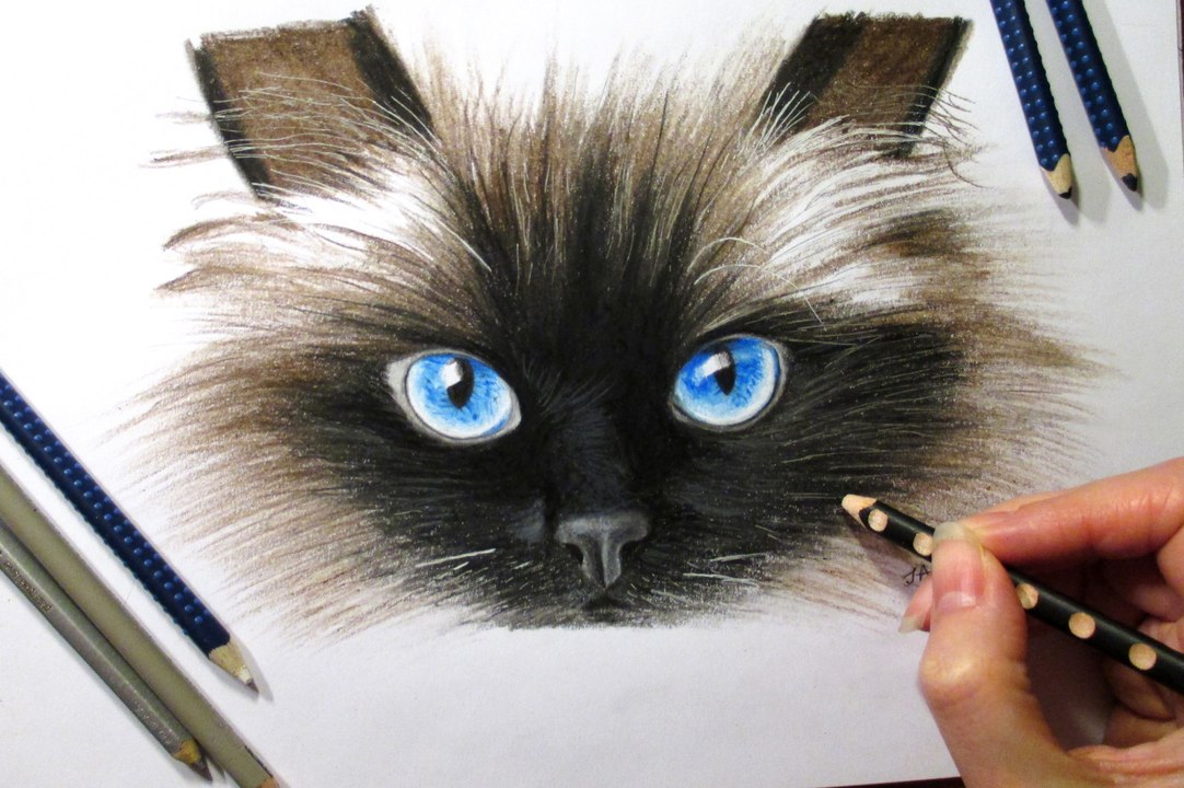 Speed Drawing of a Siamese Cat How to Draw Time Lapse Art Video Colored Pencil Illustration Artwork Draw Realism