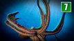 10 Scariest Deep Sea Creatures