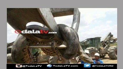 Hallan gigantesca anaconda en una represa de Brasil-Video