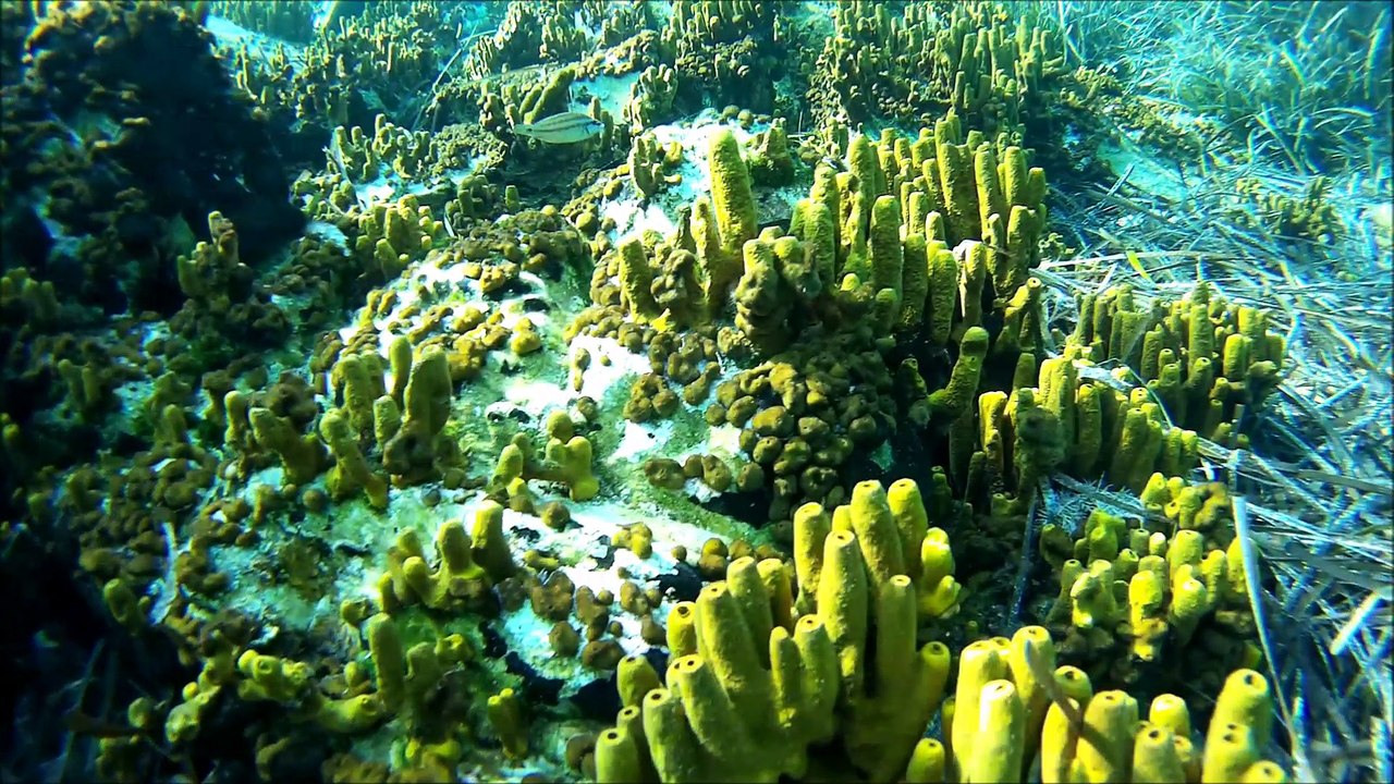 15-09-2016 Scuba Diving Day