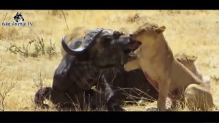 Most Amazing Wild Animal Attacks | Lion, tiger, anaconda, deer, crocodile # Wild Animal TV