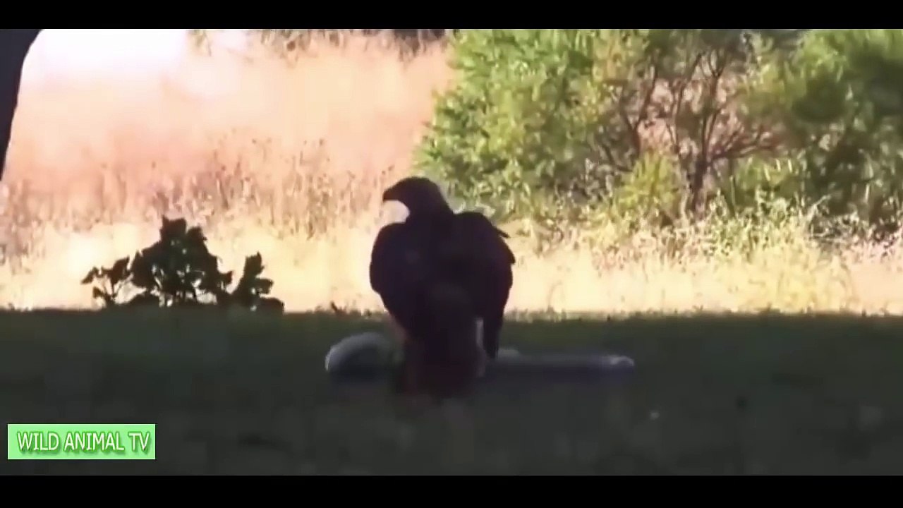 Lion vs Snake and Snake vs Eagle | Real Fight Most Amazing Animals Attack