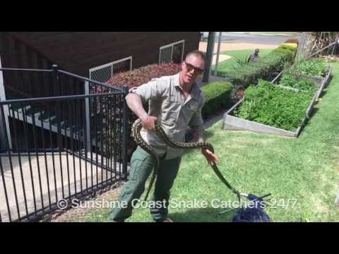 Snake Catcher Stumbles Across 8-Foot Carpet Python