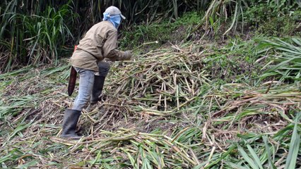 SIEMBRA DE PASTOS, 3137309087