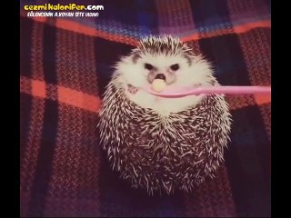 Yemeği Görünce Gül Gibi Açan Kirpi