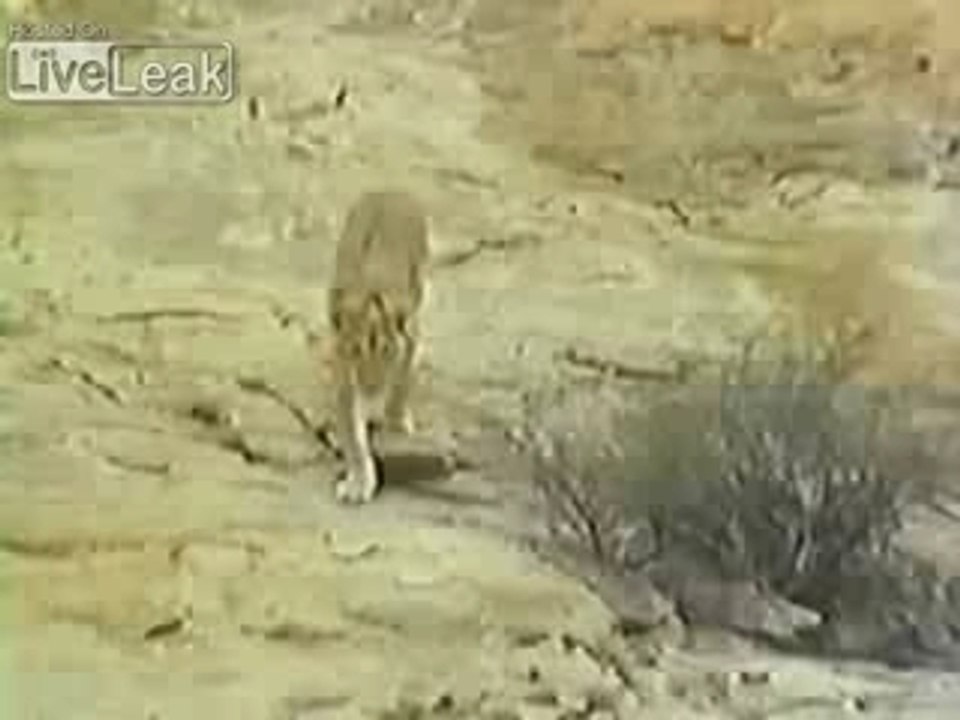 Lion Reunites with Humans