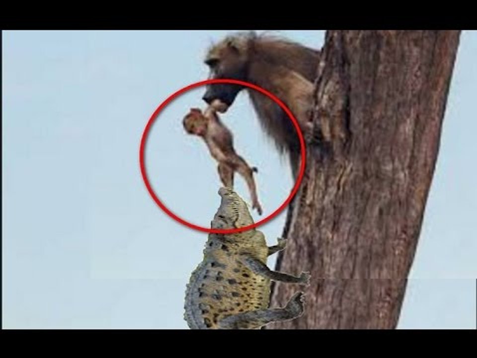 Crocodile vs Baboon | Mom Baboon Save Baby Baboon From Crocodile