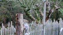 Squirrel - Ultra High Definition Video HD (2)