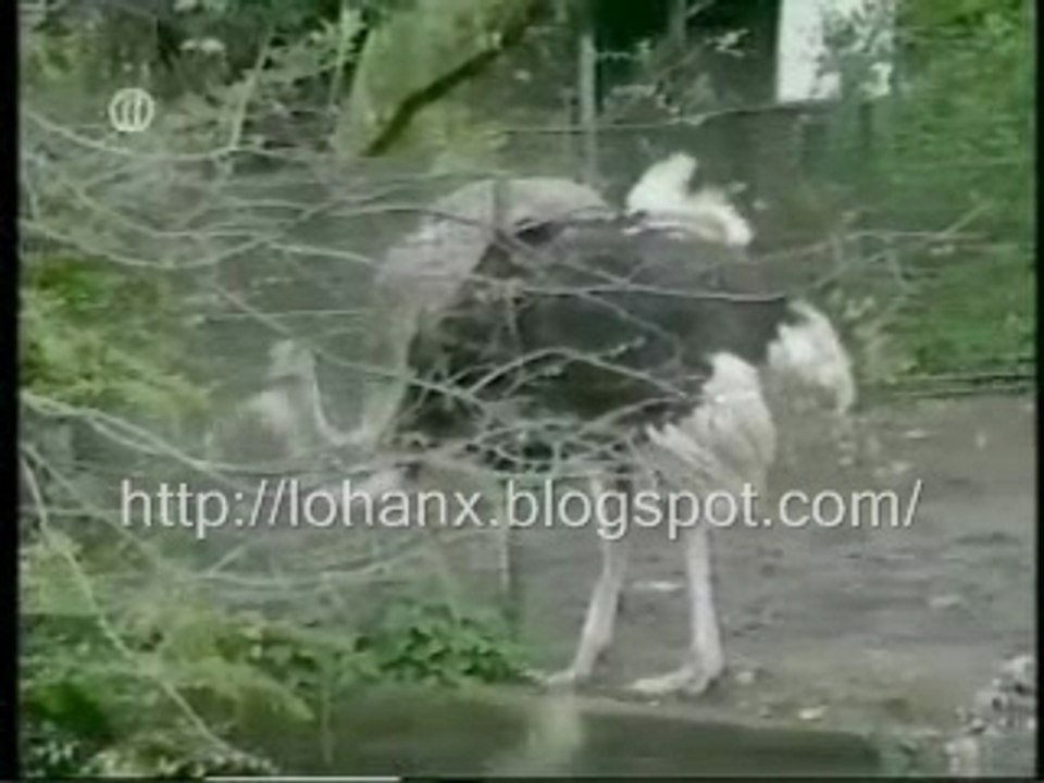 When Animal Attack