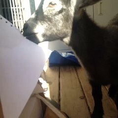 We’re not the only species that likes tearing perforated paper.