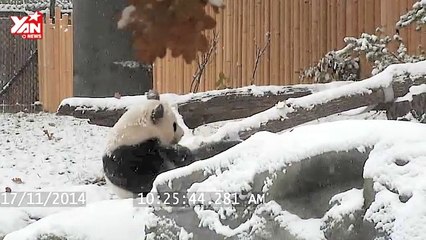 Panda Tumbles In The Snow