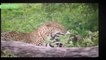 Leopard Attacks Gnu, 2 Lion vs Buffalo & Wild Boar | Real Fight Animals Attack 2016 # Wild Animal T
