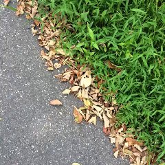 Crunching leaves