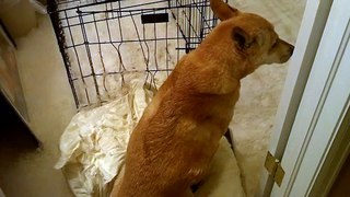Guilty Dog Destroyed Pillow And Crate