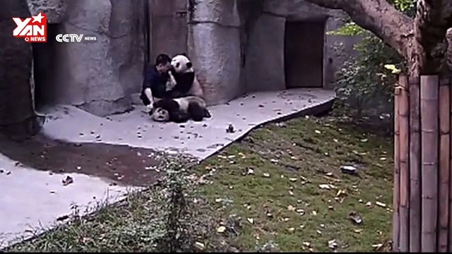 Clingy pandas don’t want to take their medicine