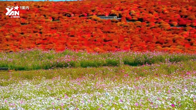 The most beautiful autumnal leaves in the world