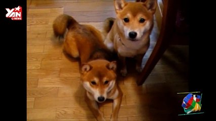 cute dog