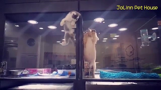Sembra Che Un Gattino Stia Fuggendo Dal Suo Box... Invece fa qualcosa di Totalmente Inaspettato