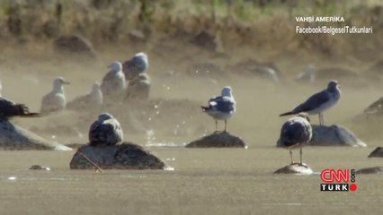 Milyarlarca Tuzlu Su Sineği ve Martılar