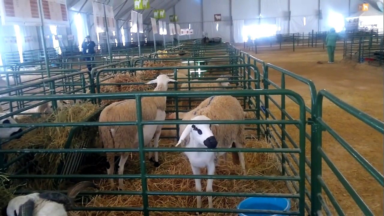 ااحسن كبش صردي في المعرض الدولي لمدينة مكناس